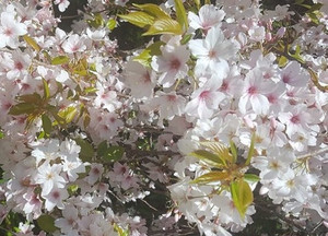 Products: Cherry Blossom Extract Wellness & Cuisine Enhancer 9senses.co.nz