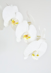 Phalenopsis Orchid Print