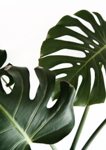 Monstera Print