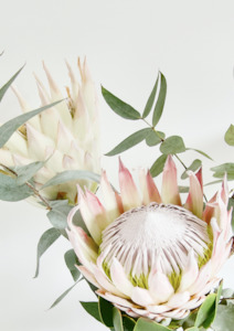 Portrait of a Protea Print