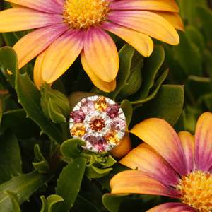 Kaleidoscope Collection: Osteospermum bouquet