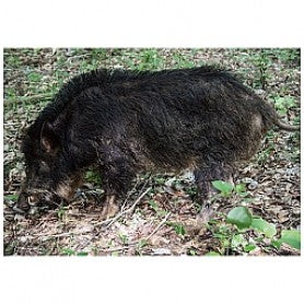 Nice Targets: Nice Target Wild Boar