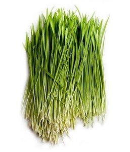Products: Wheatgrass 500g – Advance Microgreen