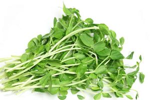 Products: Sprouting Pea 500g – Advance Microgreen
