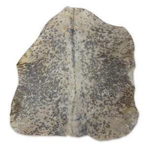 Products: African Goat skins African Drumming NZ