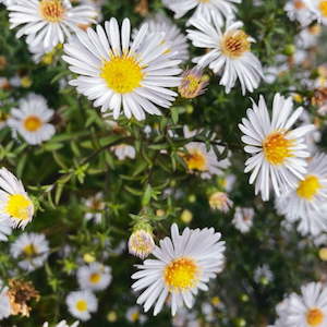 Roman Chamomile Essential Oil (3% in Jojoba)