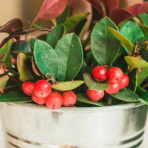 Essential Oil: Wintergreen Essential Oil