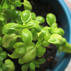 Basil Essential Oil