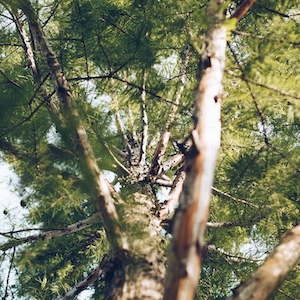 Fir Needle Essential Oil