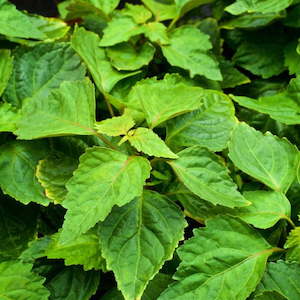 Patchouli Essential Oil