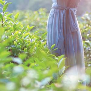 Tea Tree Essential Oil