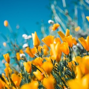 Candle And Essential Oil: Spring & Summer Essential Oil Bundle