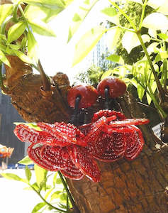 Moutan Peony Earrings