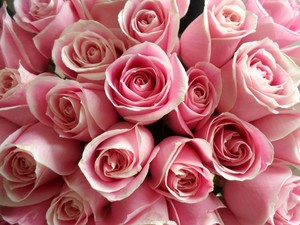 Products: Soft Pink roses - Albany Florist
