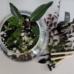 Pre Curated: Terrarium'iffic