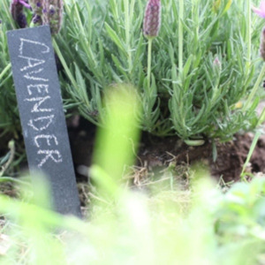 Outdoors And Gardening: Slate Plant Markers