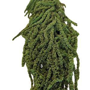 Products: Preserved Amaranthus Green Light Fast NZ Delivery All InSeason