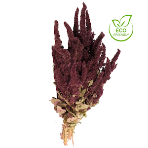 Products: Dried Amaranthus Natural Red Fast NZ Delivery All InSeason