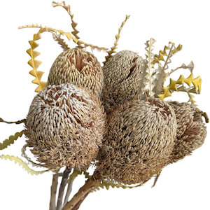 Dried Banksia Speciosa Natural Fast NZ Delivery All InSeason