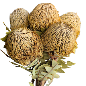 Dried Banksia Baxterii Natural Fast NZ Delivery All InSeason