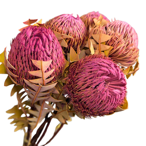 Dried Banksia Baxterii Pink Fast NZ Delivery All InSeason