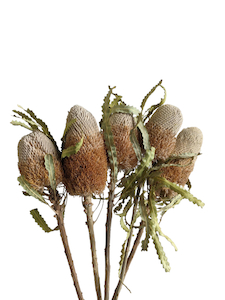 Dried Banksia Prinote Natural Fast NZ Delivery All InSeason