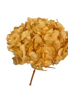Products: Preserved Hydrangea Desert Sand Fast NZ Delivery All InSeason