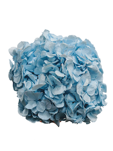 Preserved Hydrangea Sky Blue Fast NZ Delivery All InSeason