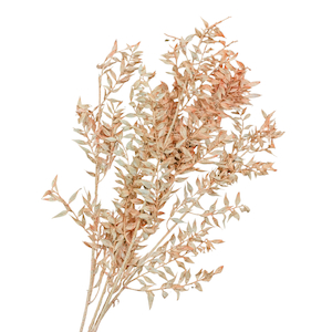 Preserved Ruscus Blush Peach Fast NZ Delivery All InSeason