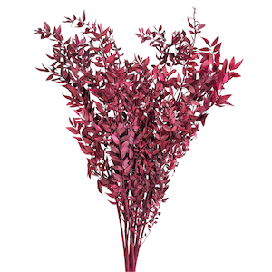 Products: Preserved Ruscus Burgundy Fast NZ Delivery All InSeason
