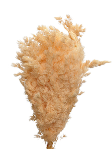 Products: Preserved Ming Fern Peach Fast NZ Delivery All InSeason