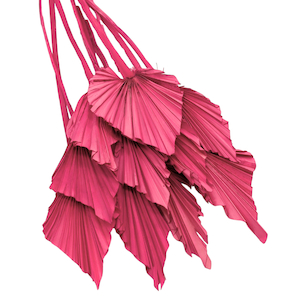 Dried Palm Spear Hot Pink Fast NZ Delivery All InSeason