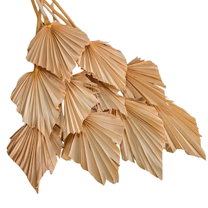 Products: Dried Palm Spear Nude Fast NZ Delivery All InSeason