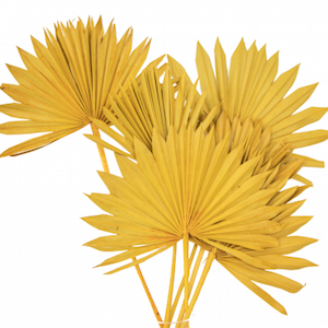 Products: Dried Palm Sun Mustard Fast NZ Delivery All InSeason