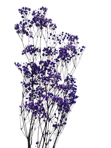 Preserved Gypsophila Deep Lavender Fast NZ Delivery All InSeason