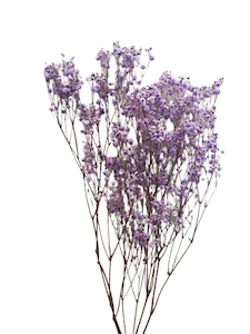 Preserved Gypsophila Lilac Fast NZ Delivery All InSeason