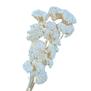 Preserved Achillea White Fast NZ Delivery All InSeason