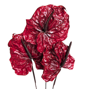 Preserved AnthuriumWine Red Fast NZ Delivery All InSeason