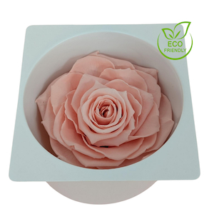 Preserved Rose Magna Baby Pink Fast NZ Delivery All InSeason