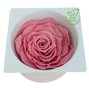 Preserved Rose Magna Pink Fast NZ Delivery All InSeason