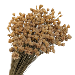 Preserved Hill Flower Natural Fast NZ Delivery All InSeason