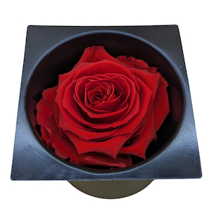 Preserved Rose Red Fast NZ Delivery All InSeason