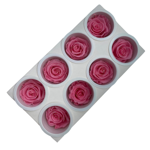 Preserved Roses 8pack Baby Pink Fast NZ Delivery All InSeason