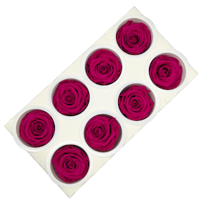 Preserved Roses 8 pack Hot Pink Fast NZ Delivery All InSeason
