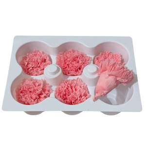 Preserved Carnations Baby Pink Fast NZ Delivery All InSeason