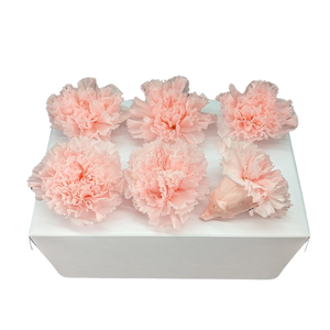 Preserved Carnations Pink Fast NZ Delivery All InSeason