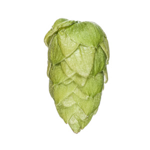 Cryo Hops: Riwaka Cryo Hops 2024 Harvest- 50g