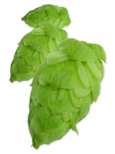 Cryo Hops: Citra Cryo Hops - 50g