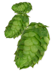 Cryo Hops: Simcoe Cryo Hops - 50g