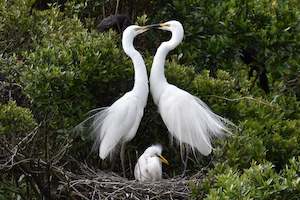 Tours: White Heron Spring Tour
